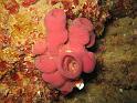 eponge tubulaire rose - Haliclona mediterrenea